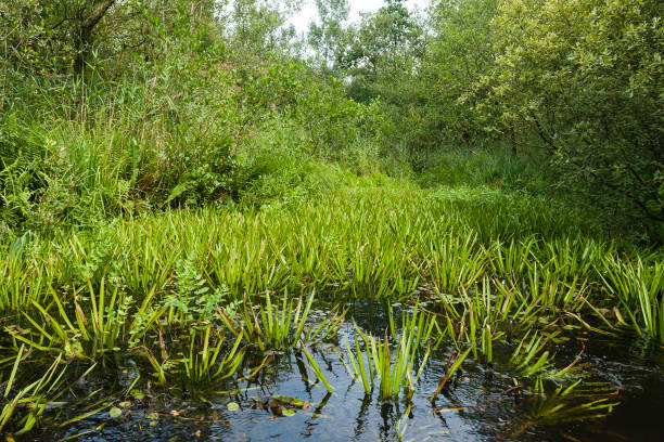 Water soldier (Stratiotes aloides) at Nationaal park de Weerribben in summer