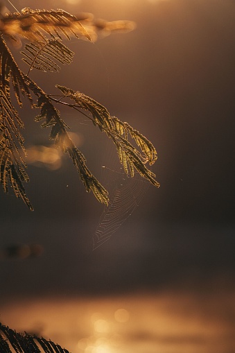 A beautiful image of a spruce branch with a delicate spider web in the foreground, silhouetted against a vibrant sunset sky