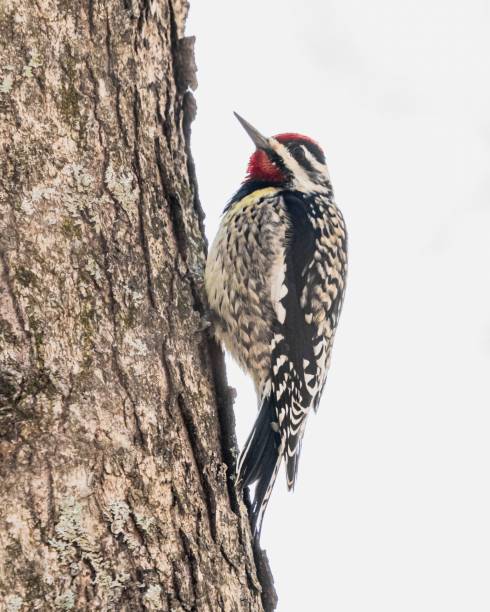 istock Red-naped Sapsucker is seen perched atop a tree trunk with white background 1536703854