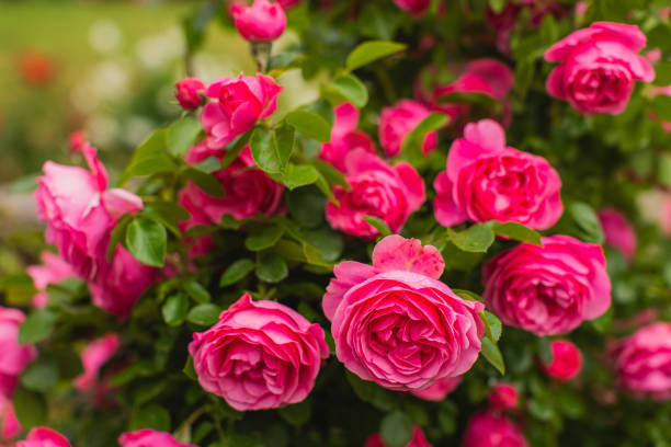istock Red roses background. Summer garden. Gardening 1536707638