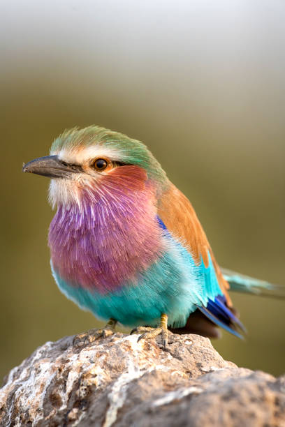 istock Close-up of a Lilac breasted Roller (Coracias caudatus) 1536710787
