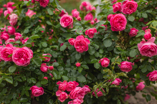 빨간 장미 배경입니다. 여름 정원. 원예 - bed of roses rose bush variation 뉴스 사진 이미지