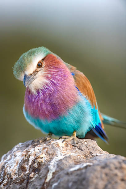 primo piano di un rullo petto lilla (coracias caudatus) - ghiandaia marina pettolilla foto e immagini stock