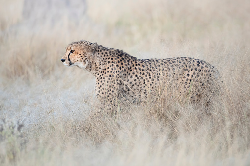 Female Cheetah (Acinonyx jubatus) in the tall grass of Moremi Game Reserve, Okavango, Botswana.