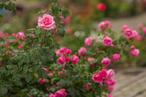 빨간 장미 배경입니다. 여름 정원. 원예 - bed of roses rose bush variation 뉴스 사진 이미지