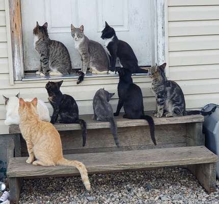 Three cats sit in the doorway eagerly waiting for the door to open.  Five cats sit on the top wooden step while the last cat observes the rest.