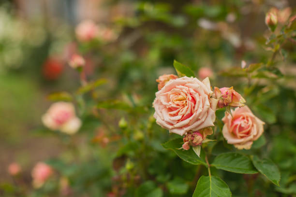 istock Pink roses background. Summer garden. Gardening 1536724419