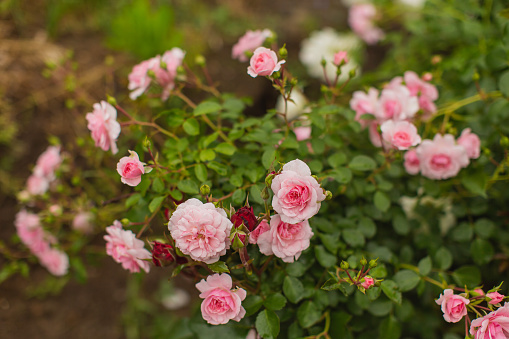 Pink roses blossom on green blurred background close up, beautiful red rose bunch macro, growing purple flowers in bloom on flowerbad, elegant floral arrangement, romantic holiday greeting card design