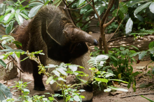 fourmilier géant ou myrmecophaga tridactyla marchant dans la nature sauvage.  ours fourmi à la recherche d’un nid de fourmis dans la forêt. - southern tamandua photos et images de collection