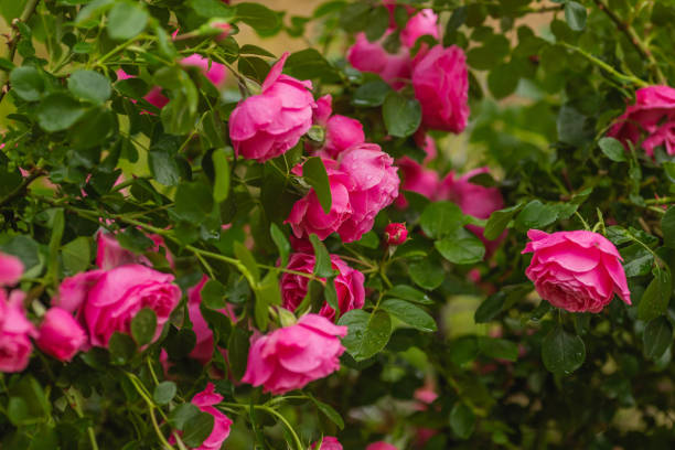 빨간 장미 배경입니다. 여름 정원. 원예 - bed of roses rose bush variation 뉴스 사진 이미지