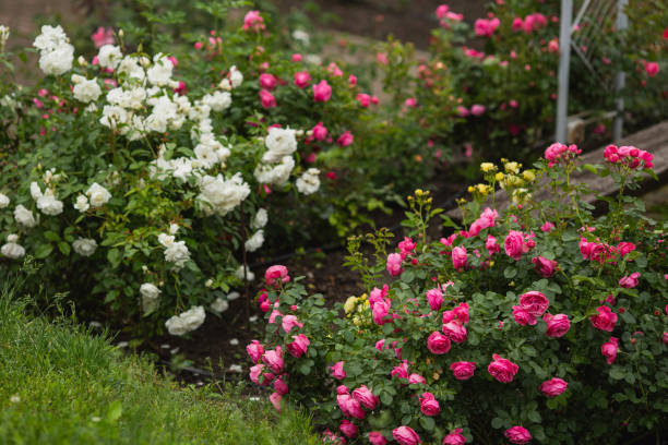 fundo rosas vermelhas. jardim de verão. jardinagem - bed of roses fotos - fotografias e filmes do acervo