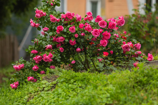 istock Red roses background. Summer garden. Gardening 1536729868