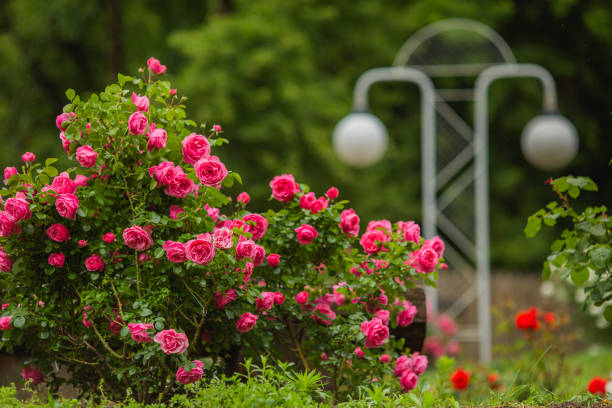 빨간 장미 배경입니다. 여름 정원. 원예 - bed of roses rose bush variation 뉴스 사진 이미지