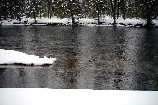 Douglas Fir covered with snow in Yellowstone National Park Goose and ducks on Madison River
