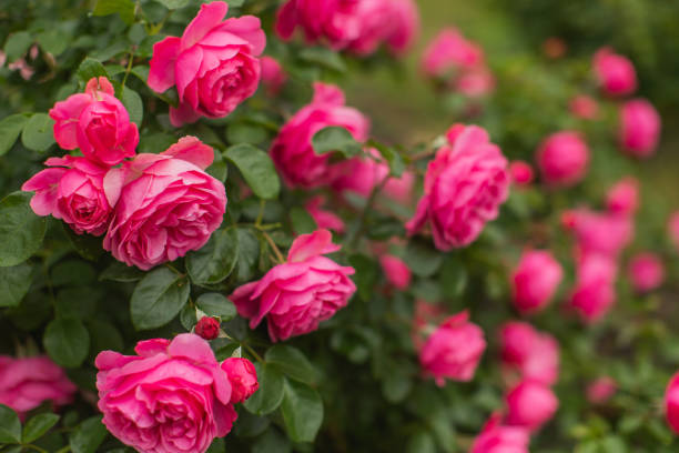 istock Red roses background. Summer garden. Gardening 1536735078