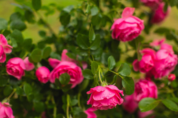 빨간 장미 배경입니다. 여름 정원. 원예 - bed of roses rose bush variation 뉴스 사진 이미지