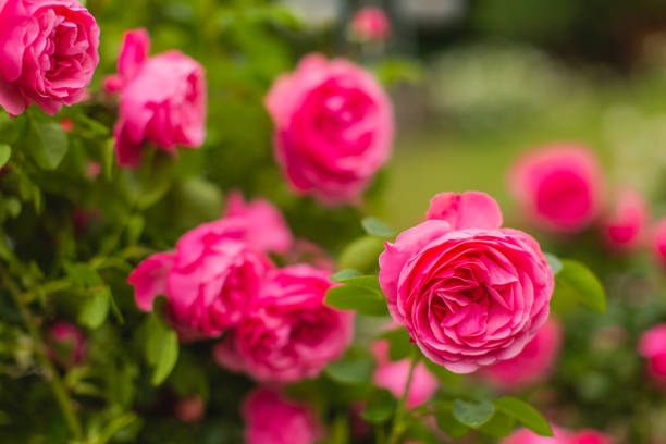 istock Red roses background. Summer garden. Gardening 1536737975