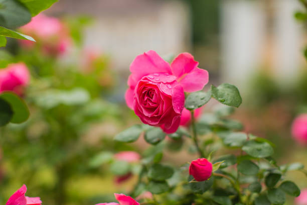 빨간 장미 배경입니다. 여름 정원. 원예 - bed of roses rose bush variation 뉴스 사진 이미지