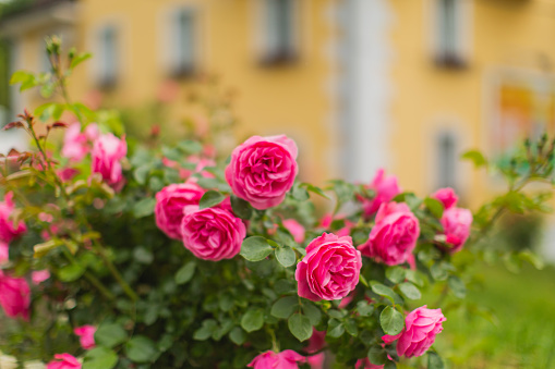 pink roses garden