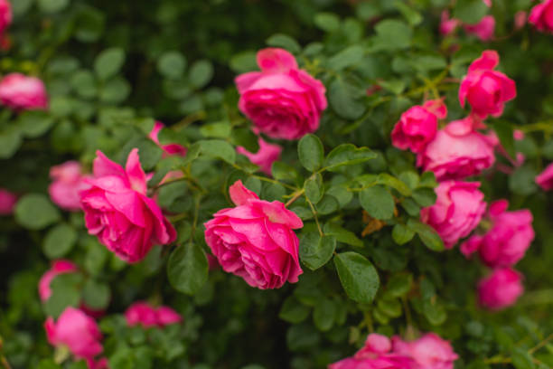 빨간 장미 배경입니다. 여름 정원. 원예 - bed of roses rose bush variation 뉴스 사진 이미지