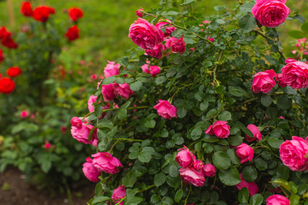 빨간 장미 배경입니다. 여름 정원. 원예 - bed of roses rose bush variation 뉴스 사진 이미지