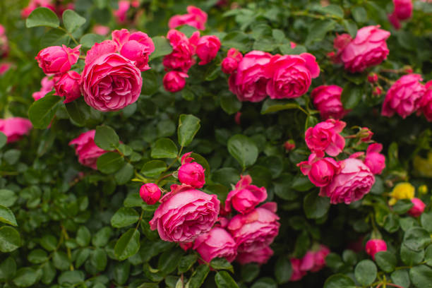 빨간 장미 배경입니다. 여름 정원. 원예 - bed of roses rose bush variation 뉴스 사진 이미지