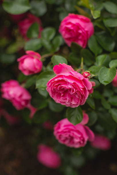 빨간 장미 배경입니다. 여름 정원. 원예 - bed of roses rose bush variation 뉴스 사진 이미지