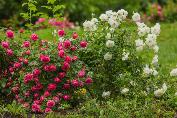 하얀 장미 배경입니다. 여름 정원. 원예 - bed of roses rose bush variation 뉴스 사진 이미지