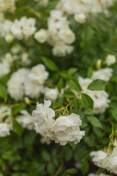 하얀 장미 배경입니다. 여름 정원. 원예 - bed of roses rose bush variation 뉴스 사진 이미지