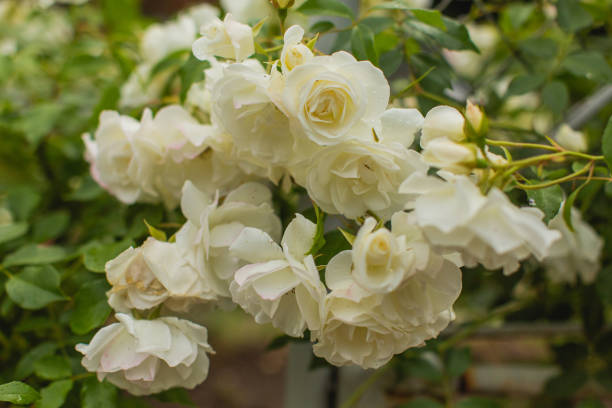 하얀 장미 배경입니다. 여름 정원. 원예 - bed of roses rose bush variation 뉴스 사진 이미지