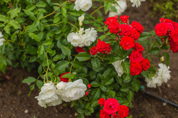 하얀 장미 배경입니다. 여름 정원. 원예 - bed of roses rose bush variation 뉴스 사진 이미지