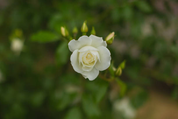 White roses
