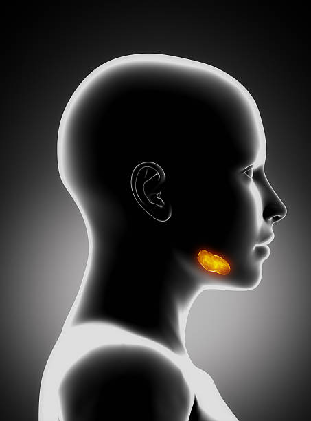 glándula submandibular - salivary gland fotografías e imágenes de stock