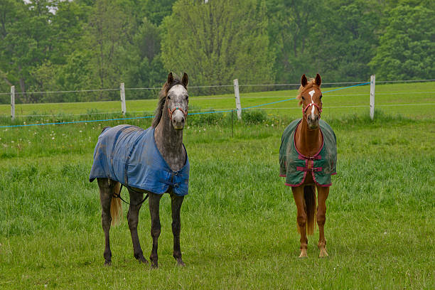 istock Colourful horses in meadow 153676483