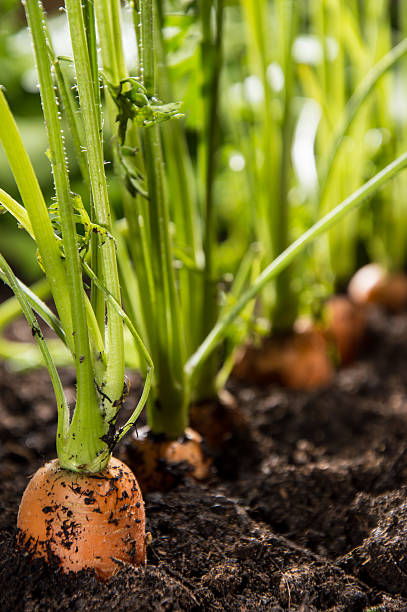 istock Wet Carrots in the dirt 153678602