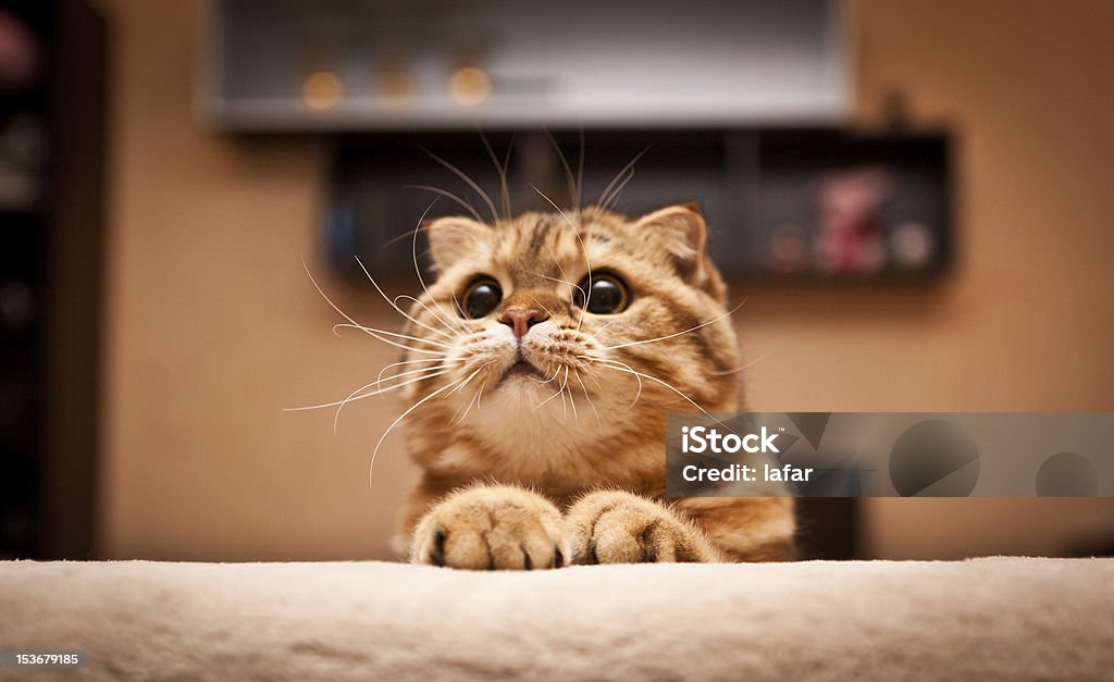 Kot szkocki zwisłouchy - Zbiór zdjęć royalty-free (Bez ludzi)