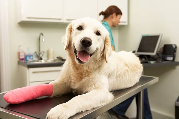 Dog on exam table wth pink tape on paw at veterinary office Female Veterinary Surgeon Treating Dog With Injured Leg In Surgery animal leg photos stock pictures, royalty-free photos & images