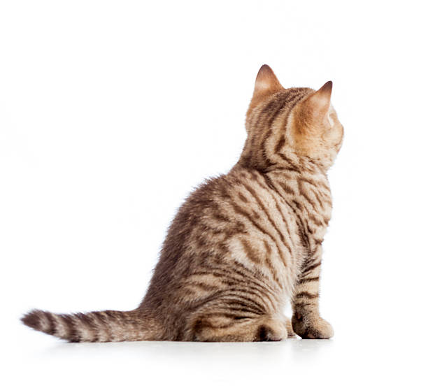 istock rear view of tabby-cat kitten isolated on white 153679523