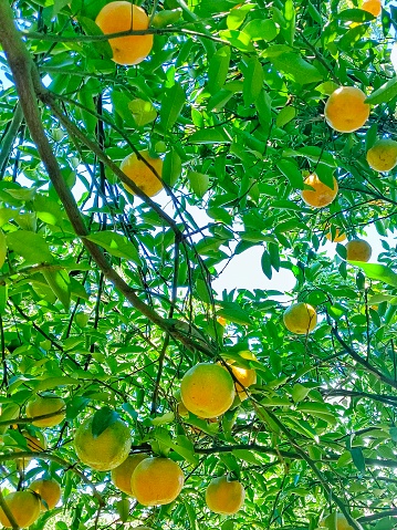 fresh oranges with dense green leaves