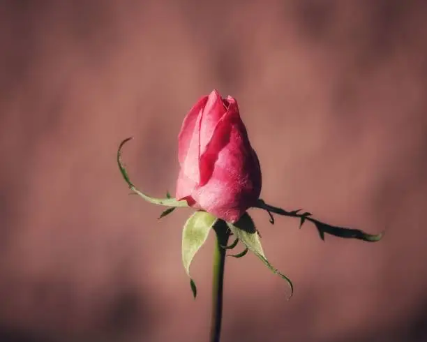 A single bright pink rosebud  set against a blurry background.