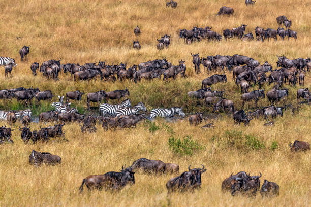 istock Thirsty Plains zebras and Thirsty Wildebeest antelopes at waterhole 1536801526
