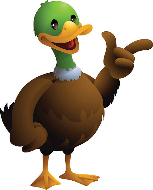 Mallard Duck Pointing Stock Illustration - Download Image Now - Duck -  Bird, Cartoon, Illustration - iStock