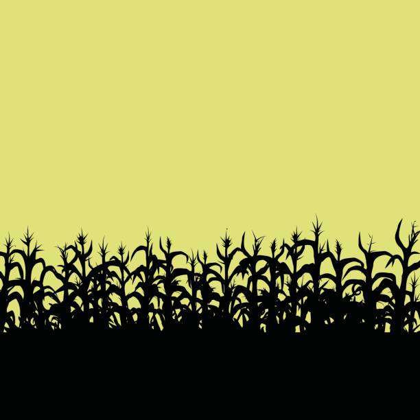 Cornfield Cornfield silhouette with copy space. crop plant illustrations stock illustrations