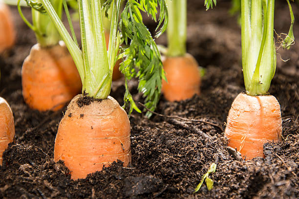 istock Wet Carrots in the dirt 153681432