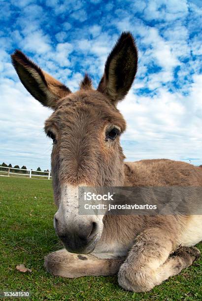 Osioł - zdjęcia stockowe i więcej obrazów Fotografika - Fotografika, Gospodarstwo, Natura