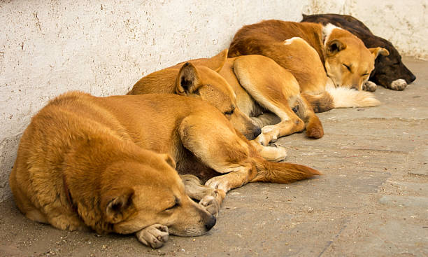 Four sleeping dogs in Kathmandu
