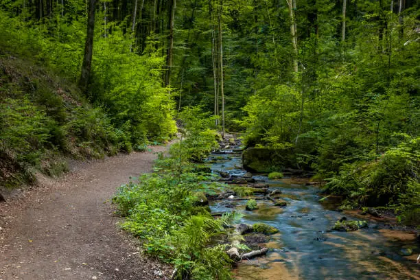Path next to Creek of Moosalbe in Kalstalschlucht with small Waterfalls, Rhineland-Palatinate, Germany, Europe