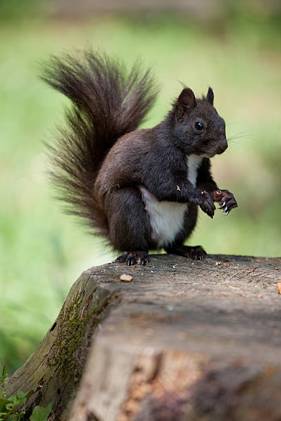 istock Fur squirrel with tail close-up on stump and grass background 153682463