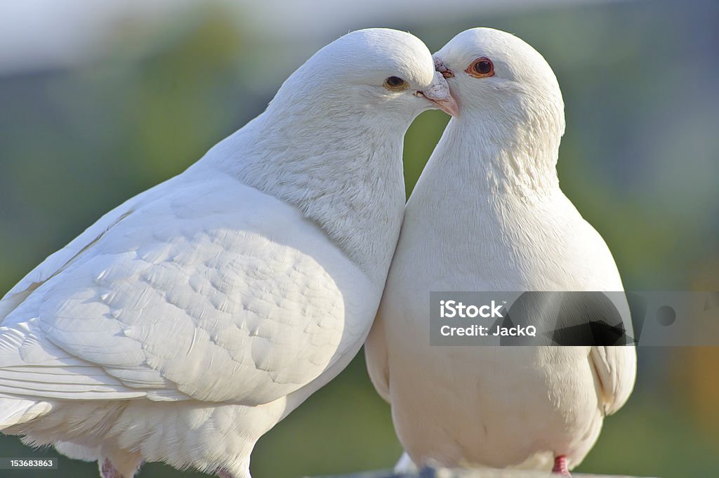 Zwei Liebende weiße doves - Lizenzfrei Weiß Stock-Foto