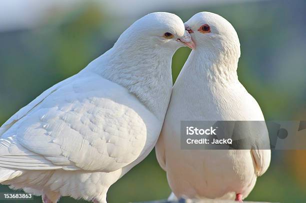 Zwei Liebende Weiße Doves Stockfoto und mehr Bilder von Weiß - Weiß, Zuchttaube, Wildtaube